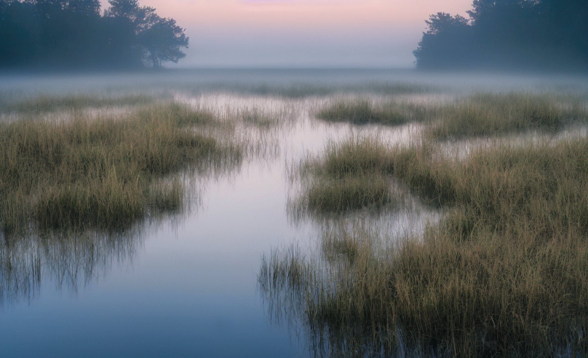 foggy marsh