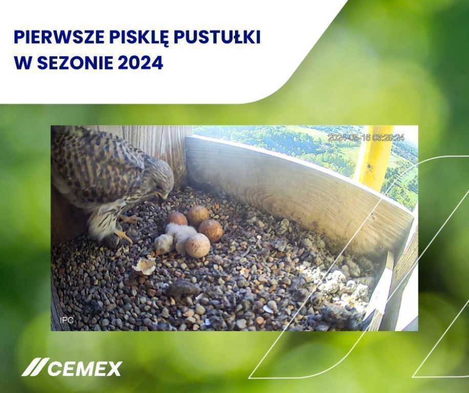 Pierwsze pisklę, fot. Cemex