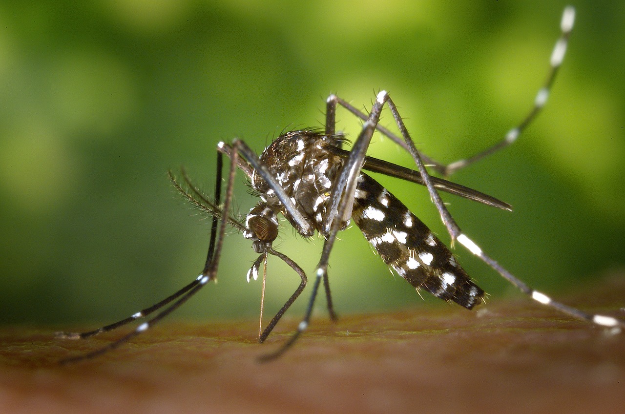 Komar tygrysi, fot. WikiImages, źródło Pixabay