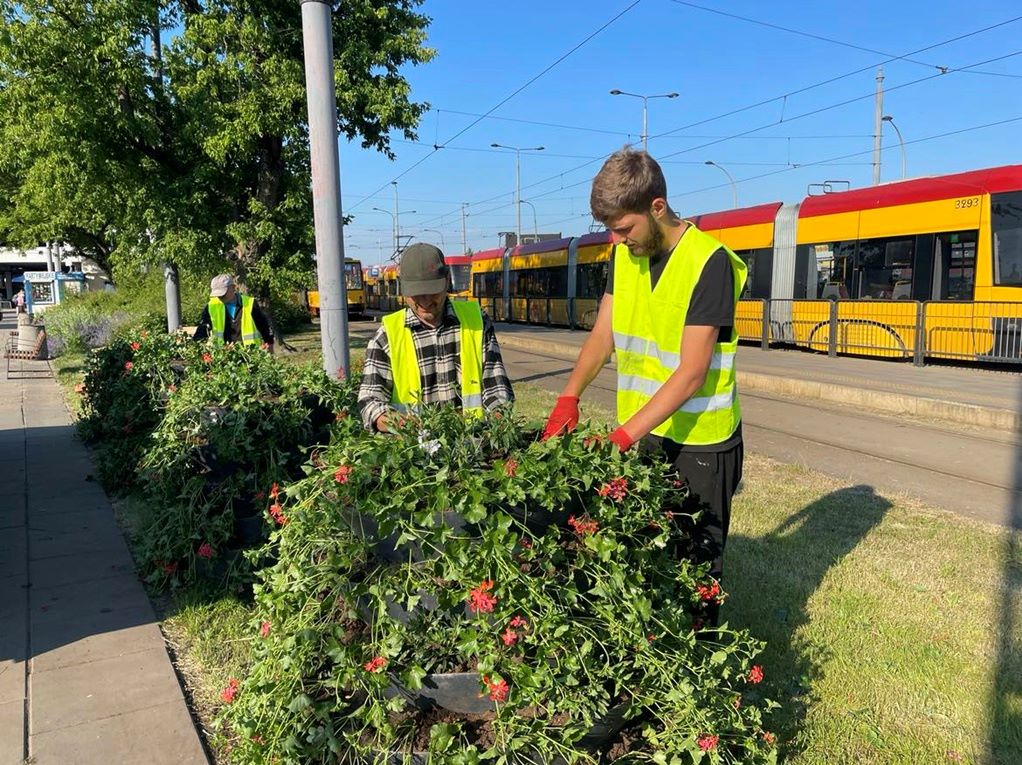 Sadzenie letnich kwiatów na petli pR Okecie, fot. Zarząd Oczyszczania Miasta